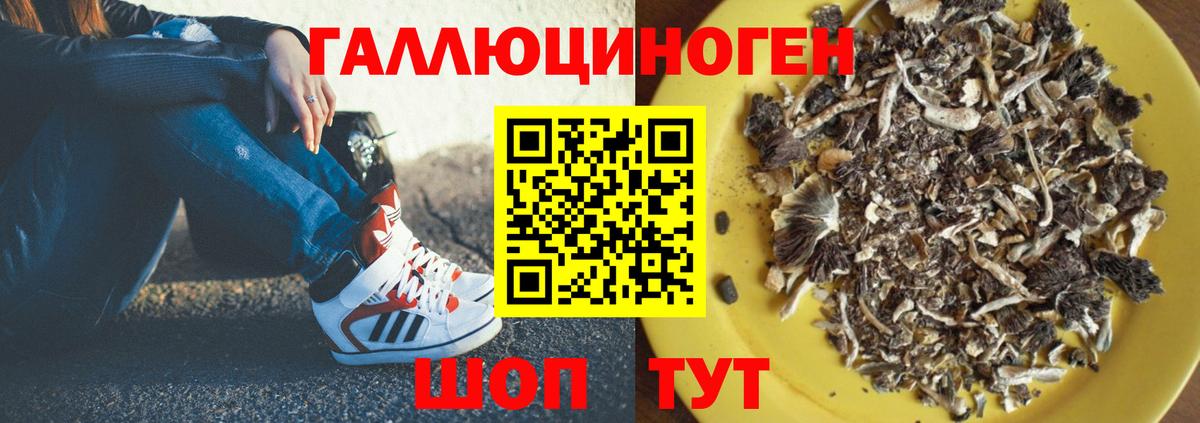 Псилоцибиновые грибы Зеленогорск
