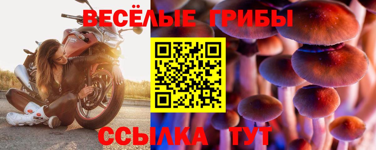 Псилоцибиновые грибы Psilocybe Зеленогорск